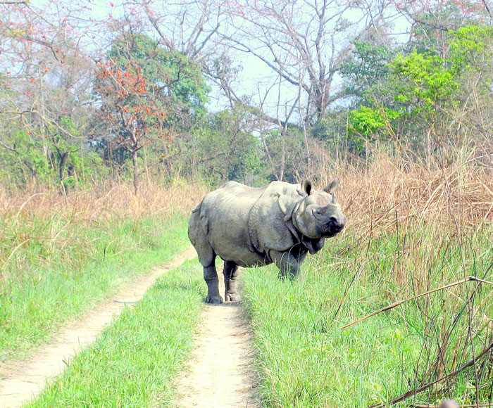 Chitwan National park